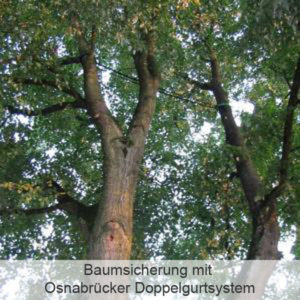Baumsicherung mit Osnabrücker Doppelgurtsystem